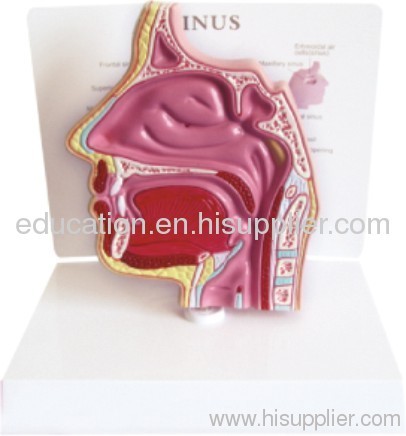 Dissection Model of Nasal Cavity