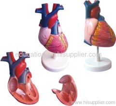 Human Heart Model