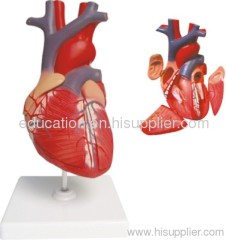 Human Heart Model