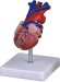 Human Heart Model