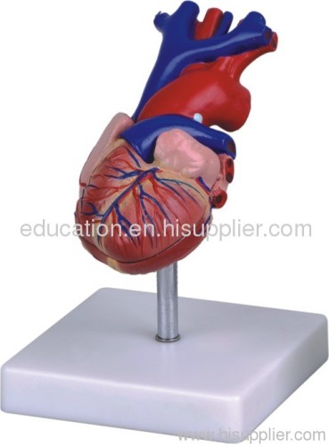 Human Heart Model