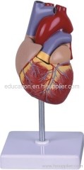 Human Heart Model