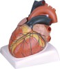 Human Heart Model