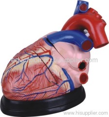 Human Heart Model