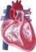 Model of Heart and Blood Fucxionuar