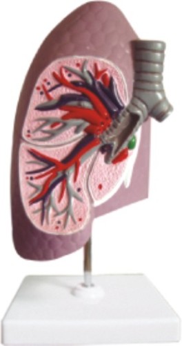Dissection Model of Bronchus in Right Lung
