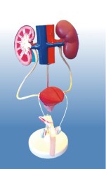 Model of Male Urogenital System