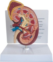 Dissection Model of Kidney