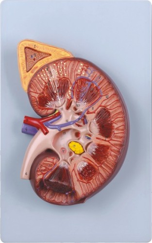 Deluxe Kidney with Adrenal Gland