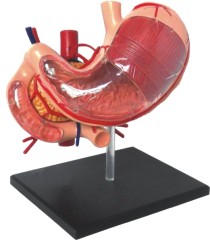 Transparent Model of Stomach
