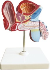 Model of Male Bladder and Prostate Coronal Section