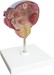 Model of Bladder and Prostate Pathology