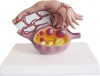 Model of Ovary