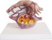 Model of Ovary