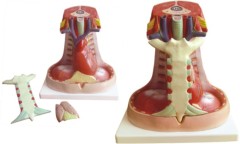 Model of Mediastinal Septum