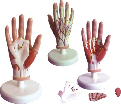 Dissection Model of Hand