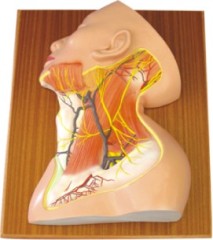 Dissection Model of Superior Nerves, Vas and Muscles in Cervix