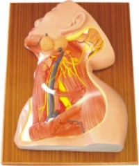 Dissection Model of Superior Nerves, Vas and Muscles in Cervix