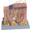 Block Model of Human Skin