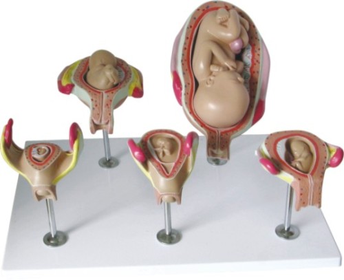 Fetus Development Model Set