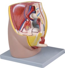 Female Pelvis, 3 parts