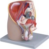 Male Pelvis, 4 parts