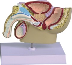 Model of Male Pelvis