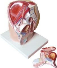 Model of Male Pelvis