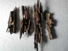 indian agarwood