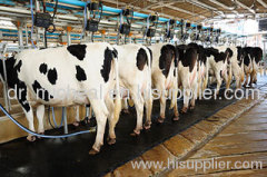 Holsteins cow milk