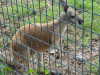 animal defence wire mesh fence