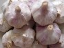 Supply Chinese exports regular white garlic