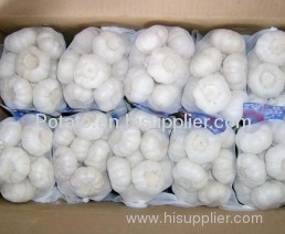 Supply China pure white fresh garlic