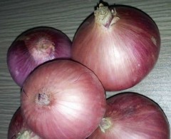 Supply Chinese exports fresh red onions