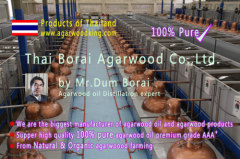 agarwood,aloeswood,oud