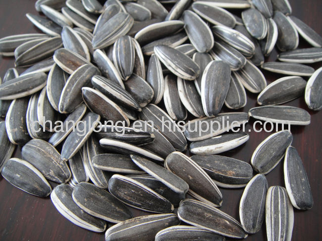 2012 long sunflower seeds 5009