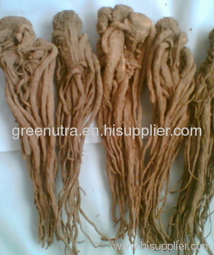 Angelica Extract Powder