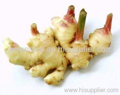 Ginger Extract Powder