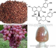 Grape Seed Extract Powder