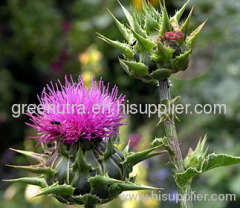 Milk Thistle Extract Powder