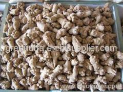 Nogoginseng Extract Powder