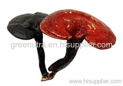 Reishi Mushroom Extract Powder