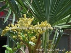 Saw Palmetto Extract Powder