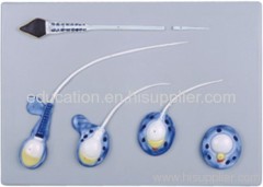 Sperm Formation Model