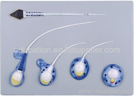 Sperm Formation Model