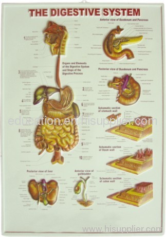 The Digestive System, wall-mounted, 3D