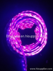 LED strip 3528 60led/m Purple color