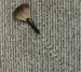 Racoon Hair Fan Brush