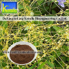 Dodder Seed Extract Powder(10:1,20:1)