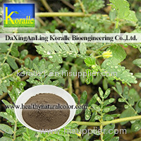 Tribulus Terrestris Extract